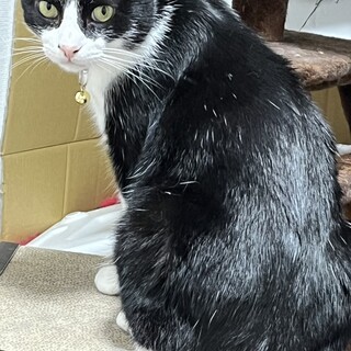 オス猫　気が弱い子です