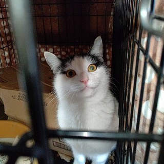 緊急！元飼い猫　一月後には保健所に持ち込まれる予定
