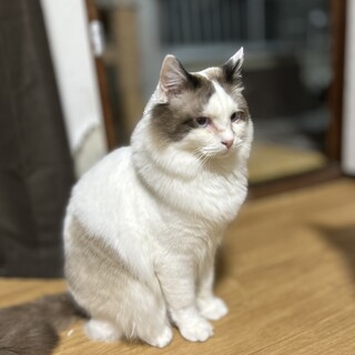 ブリーダーレスキュー 甘えん坊なラグくん