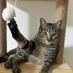 in江南市☆保護猫をオウチに迎えよう！☆2024年4月14日（日）～ ちーむ にゃいんず