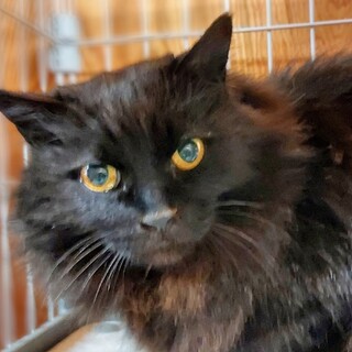 黒い長毛が貫禄の「モケたん」