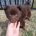 1ヶ月半チョコレート色の「ももちゃん」