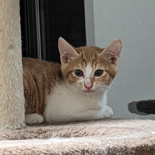 好奇心旺盛な　れもん