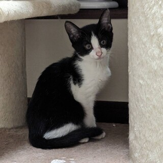 食いしん坊のちぇりー