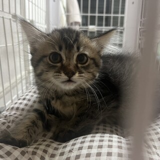 雑種のメス　生後2ヶ月ほどの子猫です