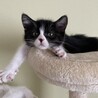 マイペースな黒白ちゃん♪ デイジー サムネイル3
