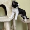 マイペースな黒白ちゃん♪ デイジー サムネイル6