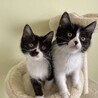 マイペースな黒白ちゃん♪ デイジー サムネイル7