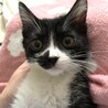 おひげが猫の形！？可愛い♪ パンジー サムネイル4