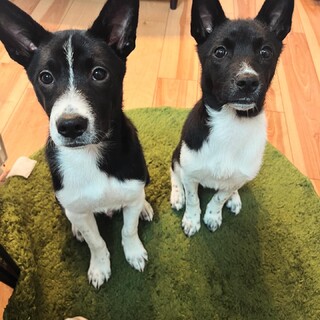 生後4ヶ月半の仔犬の兄弟♡