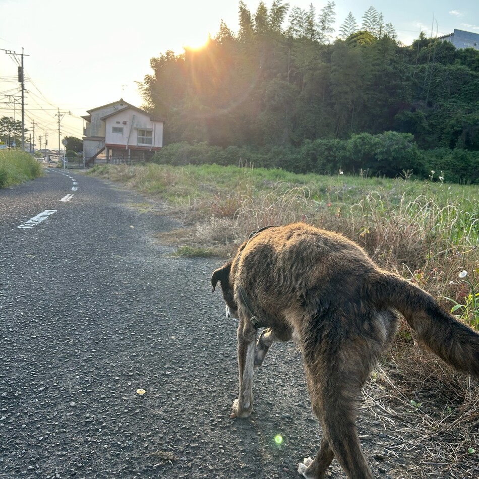 パンサーのカバー写真