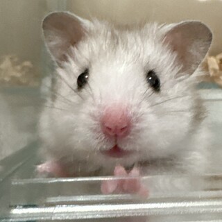 カラーハムスター  長毛ハムスター