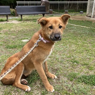 弱気なゴン君９ヶ月〜先住みワンがいると嬉しいワン