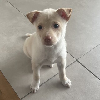 賢くて元気な生後2.5ヶ月「ゆきちゃん」
