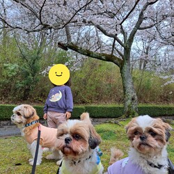 「みんなで桜を見たよ～～♪」サムネイル2