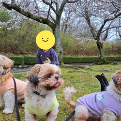 「みんなで桜を見たよ～～♪」サムネイル3