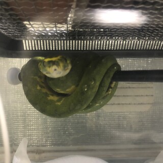 グリーンパイソン 6年くらい飼い込み個体