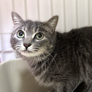 ７月２８日譲渡会参加、グレーのファイターねねちゃん