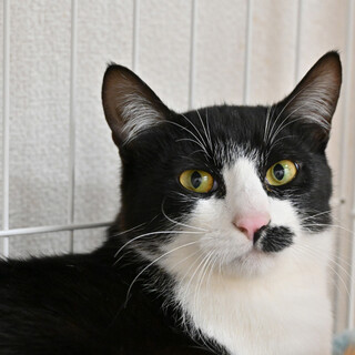 ココア：チョビヒゲダンディ！