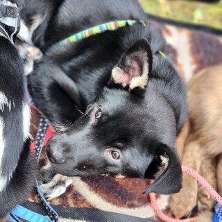 野犬子犬ジャバラ♂️5ヵ月