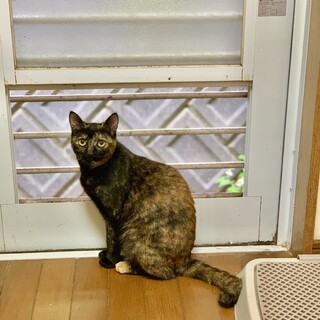 幽けき声のさび らっきょちゃん 避妊済