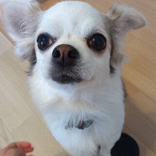 【優しいお顔】控えめで穏やかなクッキーちゃん