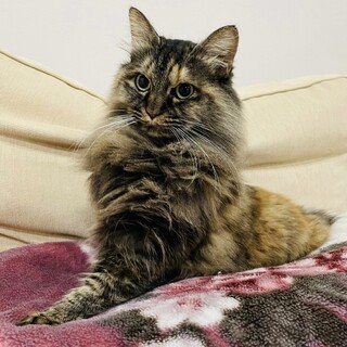 もじゃもじゃ女子★のんびりマイペースなはるひ