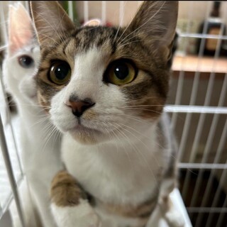 [4/13譲渡会参加]西岡くん、小谷くん