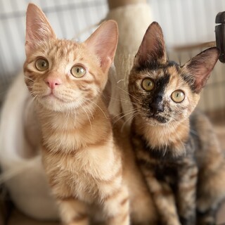 【5/12芝浦】いい子すぎる！いつでもご機嫌な兄妹