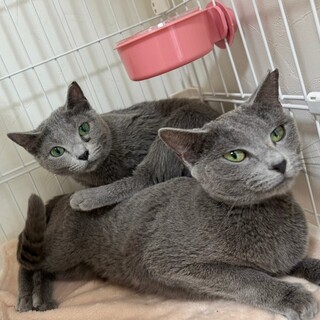 甘えん坊なロシアンブルーさん