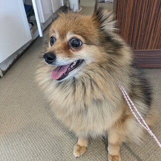 くるみちゃんです