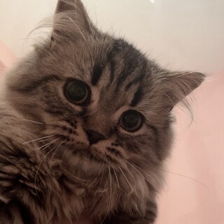 【しばらく応募停止します。】フォローします