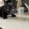 黒猫の男の子 サムネイル2