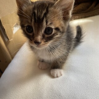 里親決定しました！ありがとうございました！