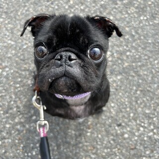人懐っこくて元気いっぱいな黒パグ