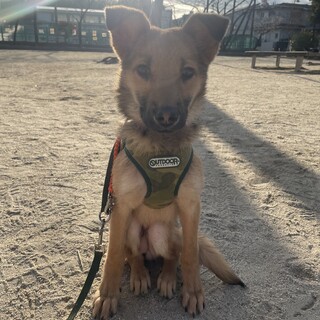 子犬mix  おとなしい女の子