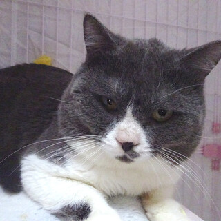 目つき悪！顔デカ！甘えたブリティッシュ♪ 1歳半