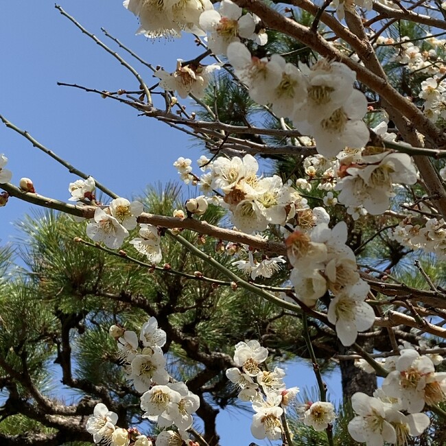 ねこはじめてのカバー写真