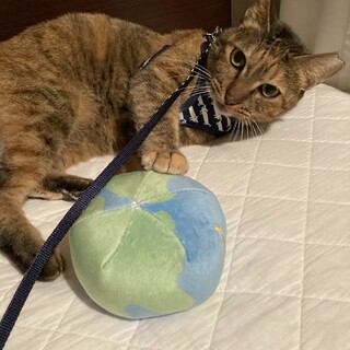 甘えん坊なルルです！