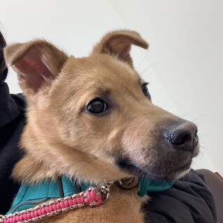 雑種子犬　遊び好きな女の子