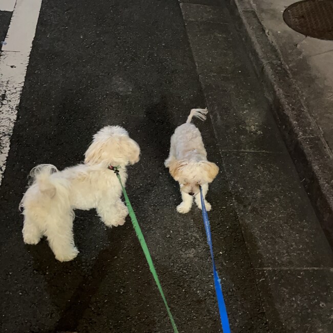 バティックのカバー写真