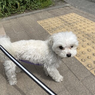 マルチーズ少年の里親を探しています