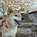 優しい性格の可愛い子 柴犬6歳女の子