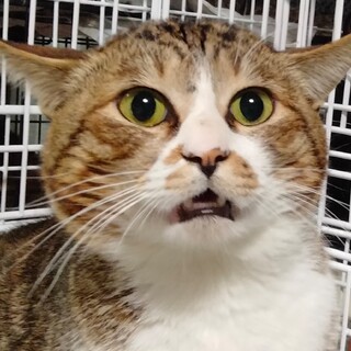 キジ白の甘えん坊な男の子