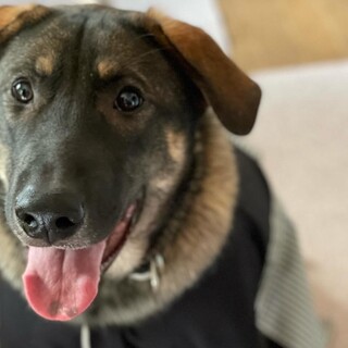 まっしぐら（雑種・1歳・オス）