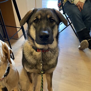 ささにしき（雑種・1歳・オス）