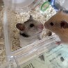 まいーぬ