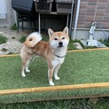 子どもも大好き夜叉丸くん