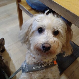 K（マルプー・9歳・オス）