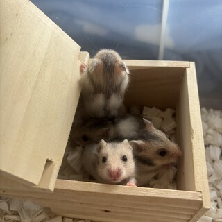 ハムスター里親募集！(ゴールデン)
